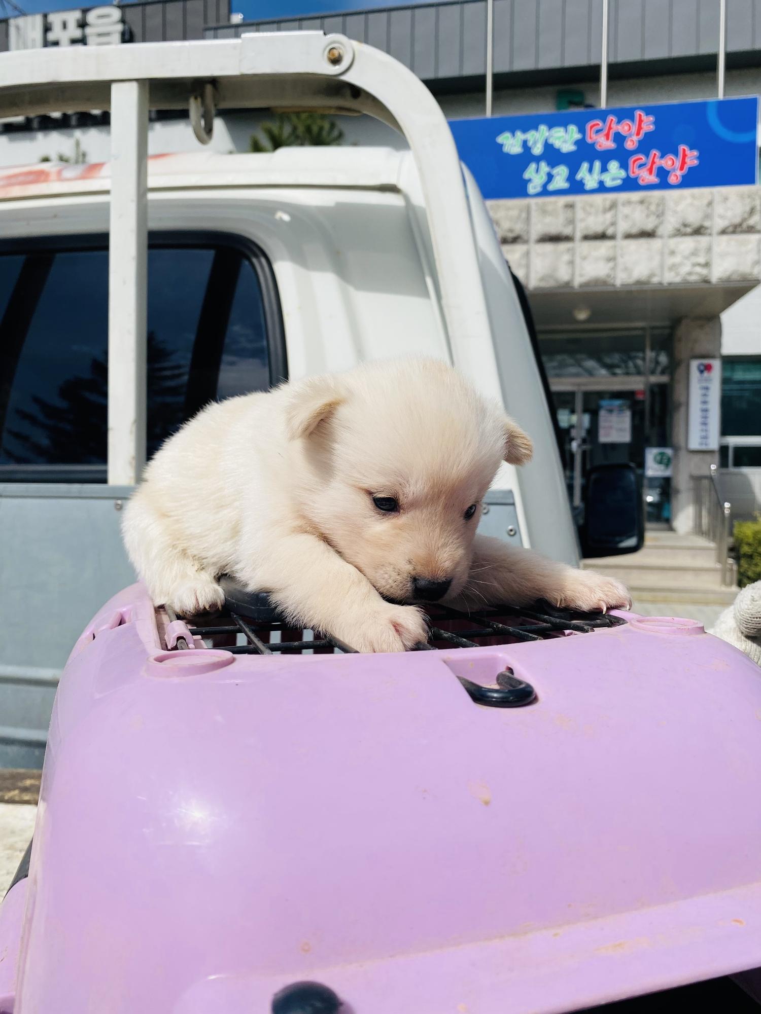 믹스견 이미지 파일 입니다.